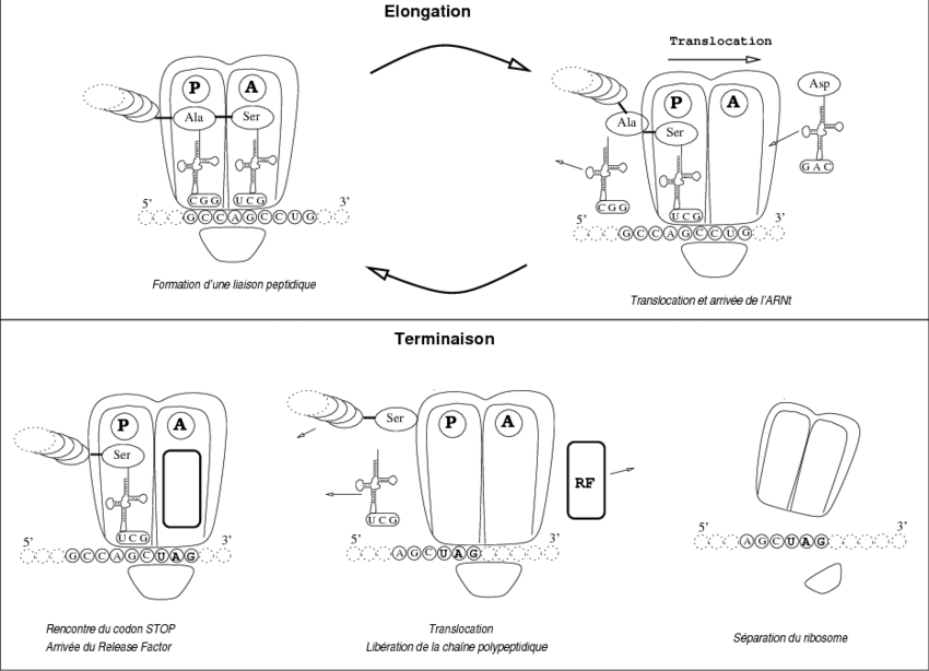 Drawing Traduction at Explore collection of
