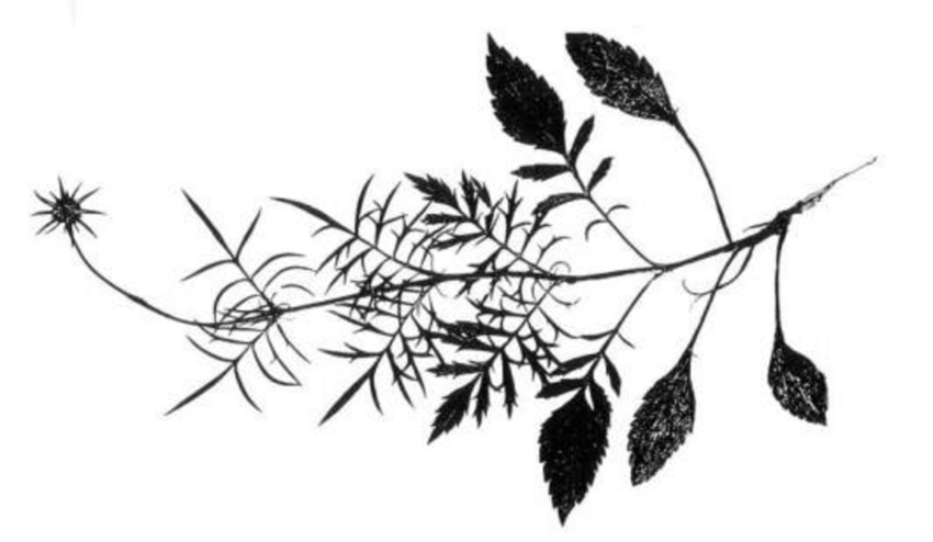 850x494 A Drawing Of The Bindweed Leaf Showing The Transition Of Its Form - Drawing Transition