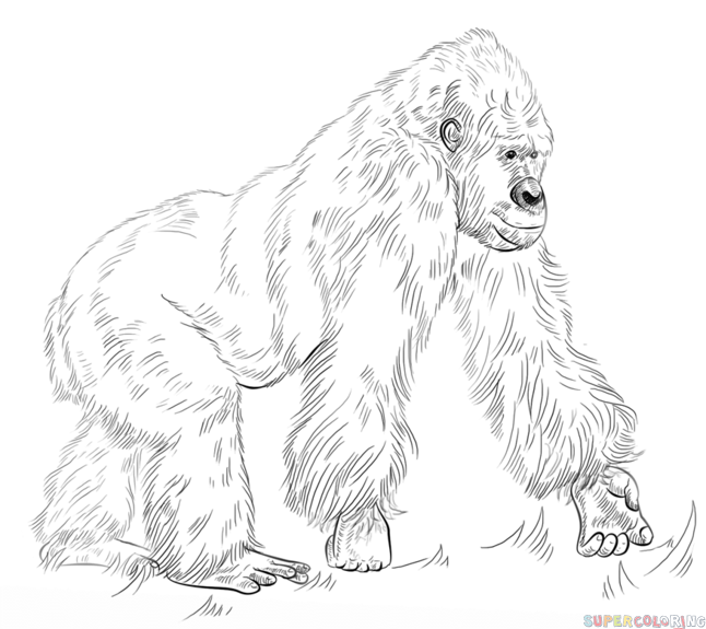 646x575 How To Draw A Gorilla Standing Up Easy Step - Drawing Tutorials For Beginners