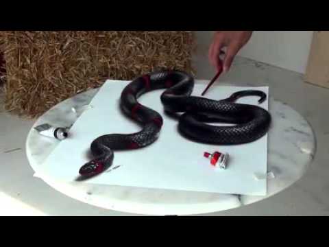 480x360 Snake Drawing Pictures, Snake Drawing Images, Snake - Drawing Videos