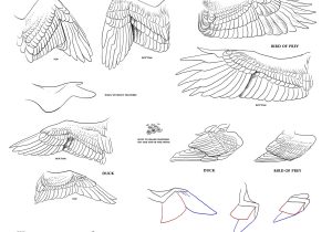300x210 Drawing Wings - Drawing Wings Tutorial