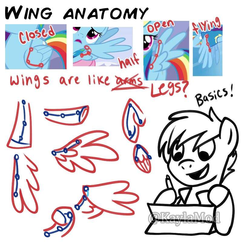800x800 Drawing Tutorial Wings Equestria Amino - Drawing Wings Tutorial