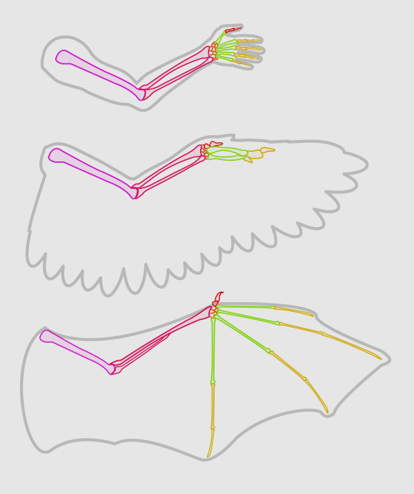 600x716 Taking Flight A Beginner's Guide Into Drawing Wings - Drawing Wings Tutorial