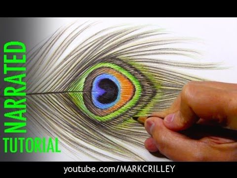 480x360 Drawing A Peacock Feather - Drawing With Colored Pencils Youtube