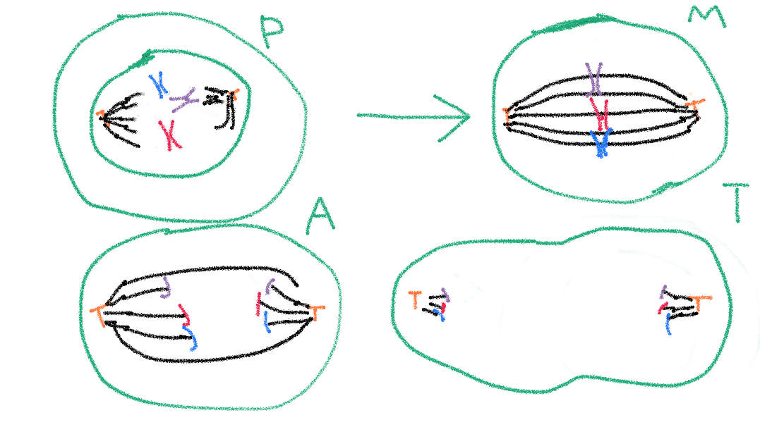 1077x606 Biology Mitosis Drawing - Drawing With Friends