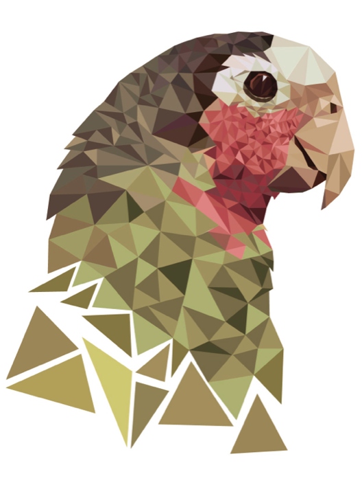 528x706 Parrot - Drawing With Triangles