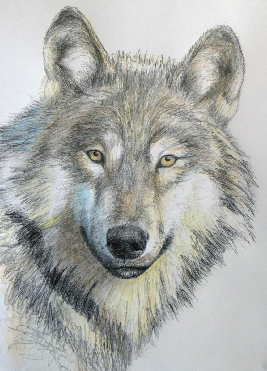 864x1200 How To Draw A Wolf In Pencil Online Art Lessons - Drawings For Art Class