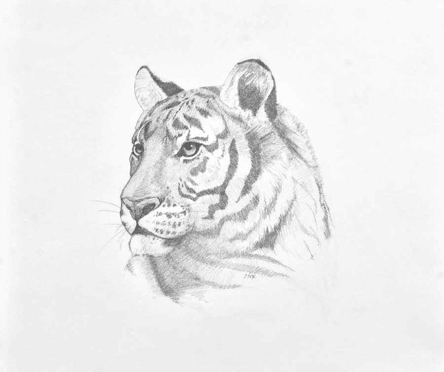 900x756 Drawings Susan Fox - Drawings For Sale