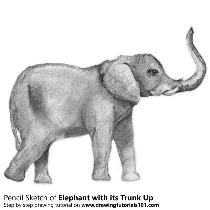 Drawings Of Elephants With Trunk Up at Explore