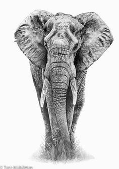 236x335 Good Drawing Of Elephant With Its Trunk Up Tattoo Ideas - Drawings Of Elephants With Trunk Up