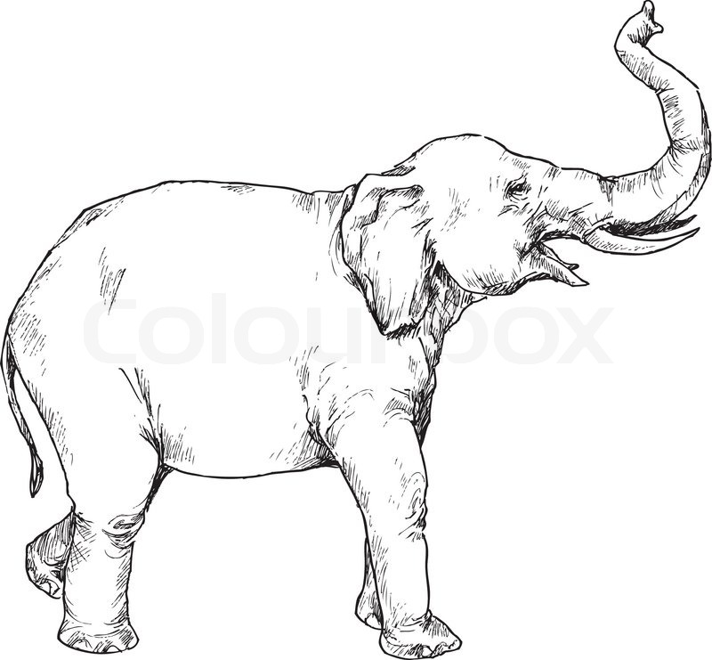 Drawings Of Elephants With Trunk Up at Explore