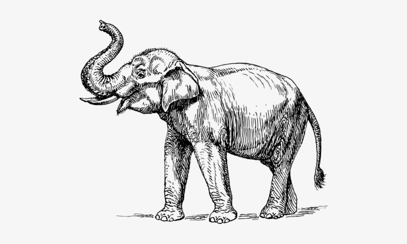 outline of elephant with trunk up