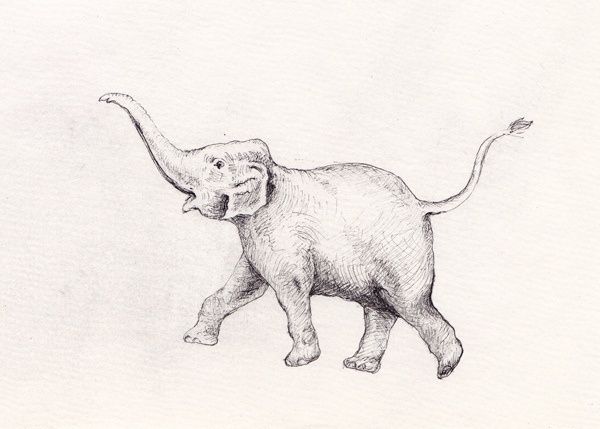 600x429 Elephant With Trunk Up Drawings - Drawings Of Elephants With Trunk Up