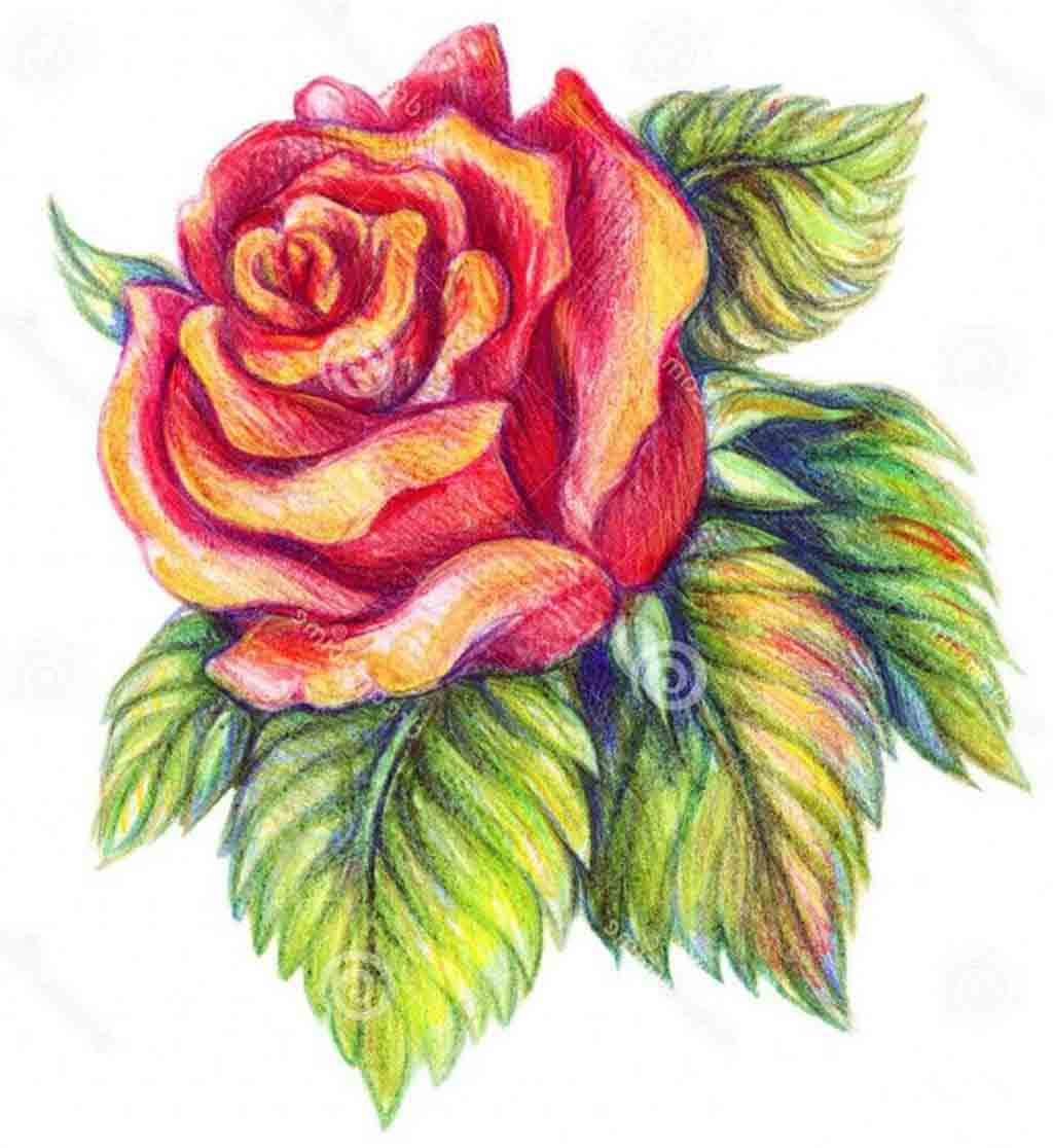 1024x1116 Drawing Flowers In Coloured Pencil - Drawings Of Flowers With Color