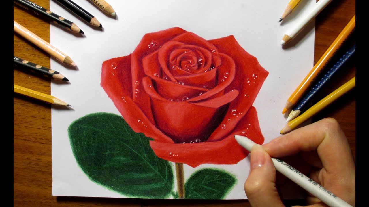 1280x720 Drawing A Rose With Colored Pencils - Drawings Of Flowers With Color