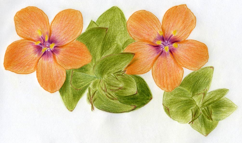 Drawings Of Flowers With Color at Explore