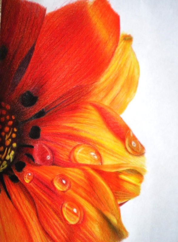 587x800 Colour Pencil Sketches Of Flowers - Drawings Of Flowers With Color