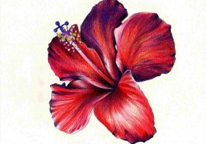 Drawings Of Flowers With Color at PaintingValley.com | Explore ...