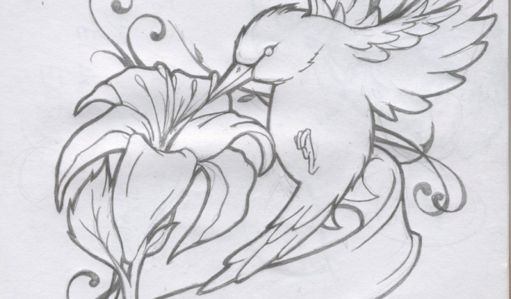 1024x600 Drawings Of Hummingbirds And Flowers Hummingbird And Flower - Drawings Of Hummingbirds And Flowers
