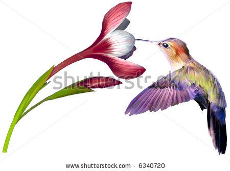 450x335 Gallery Drawings Of Hummingbirds And Flowers - Drawings Of Hummingbirds And Flowers