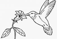 450 Coloring Pages Hummingbirds Flowers Pictures