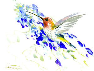 300x228 Hummingbird Drawings Fine Art America - Drawings Of Hummingbirds And Flowers