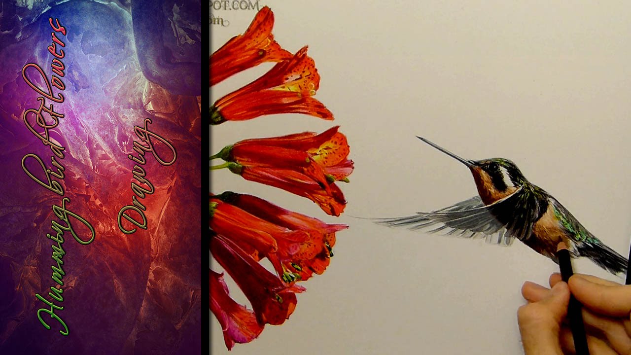 1280x720 Hummingbird Flower Drawing - Drawings Of Hummingbirds And Flowers