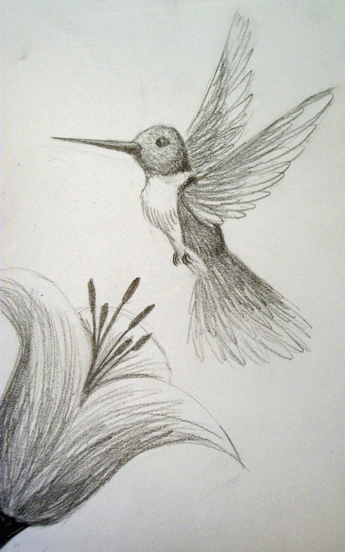 Drawings Of Hummingbirds And Flowers at
