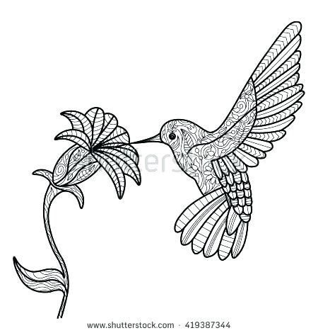 450x470 Coloring Pages Of Hummingbirds - Drawings Of Hummingbirds And Flowers