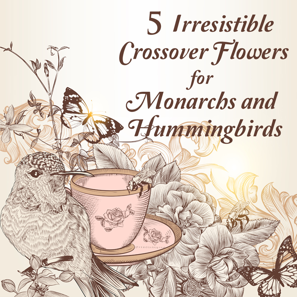 1000x1000 Butterfly Flowers For Monarchsand Hummingbirds! - Drawings Of Hummingbirds And Flowers