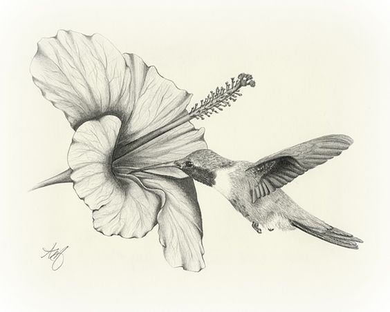 564x452 Amazing Pencil Drawings Flowers Drawing Sketch Art Wildlife Bird - Drawings Of Hummingbirds And Flowers