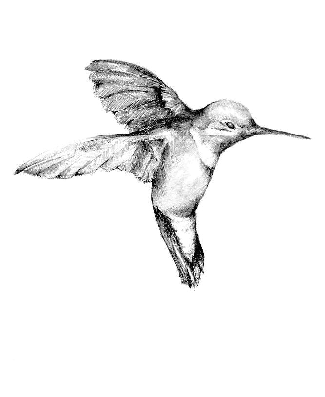 667x814 Drawings Of Flowers And Hummingbirds Troller Us - Drawings Of Hummingbirds And Flowers