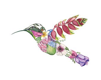340x270 Drawings Of Hummingbirds And Flowers - Drawings Of Hummingbirds And Flowers