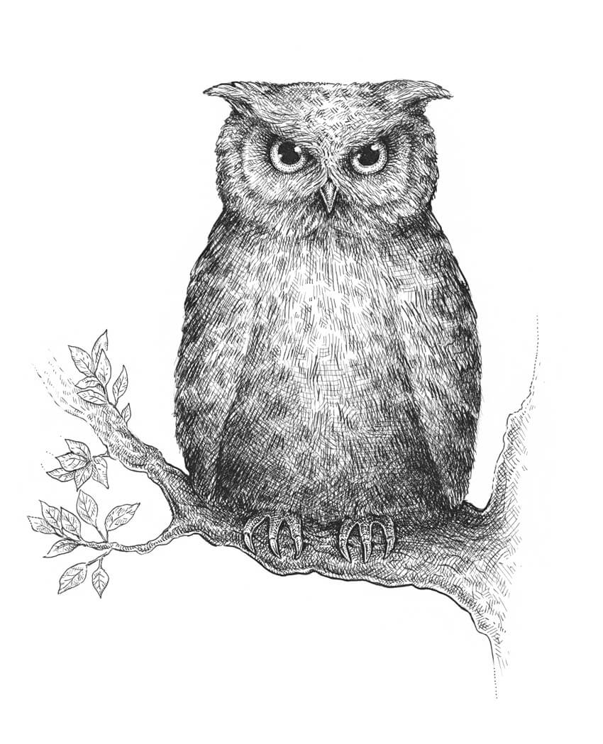 850x1049 How To Draw An Owl - Drawings Of Owls In Black And White