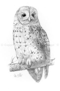236x357 Best Owl Sketches Images Owl Sketch, Drawings, Owls - Drawings Of Owls In Black And White