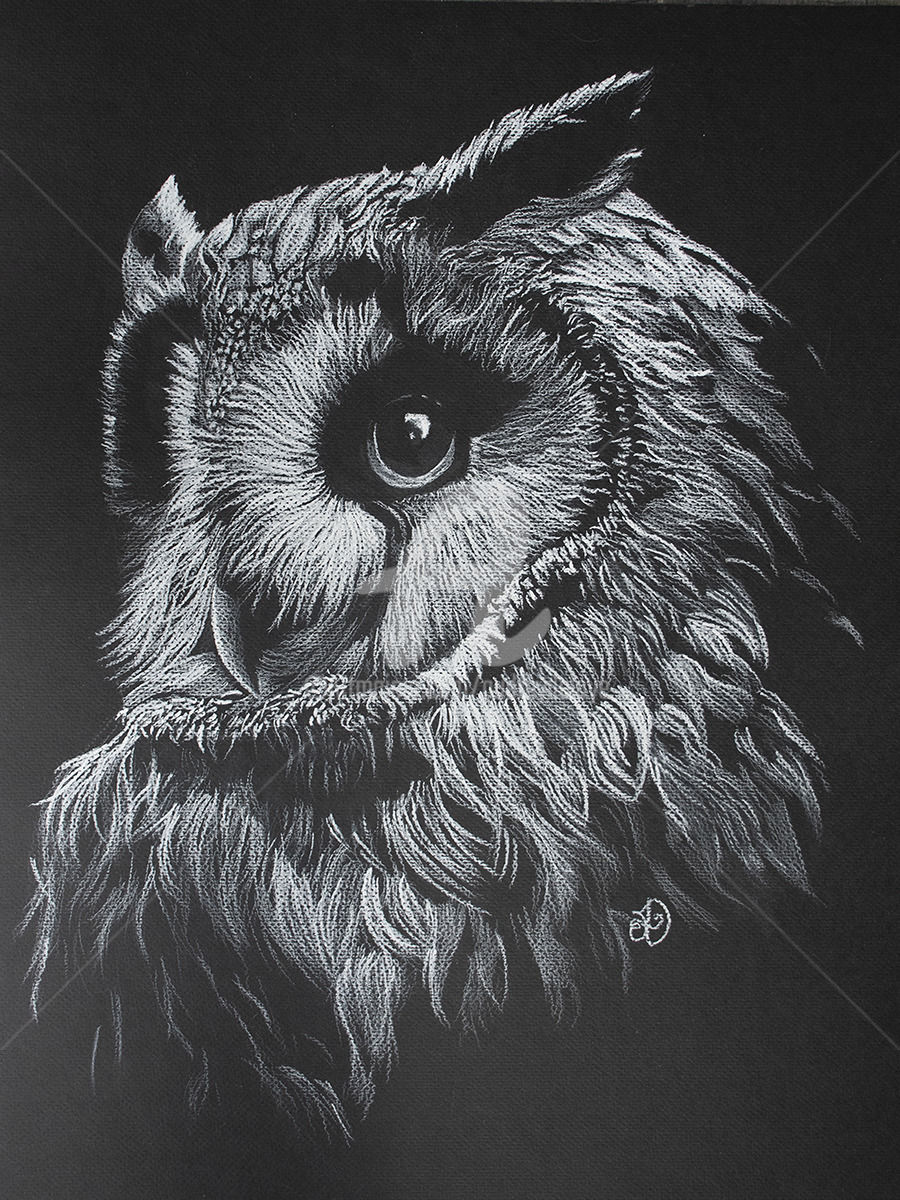 Drawings Of Owls In Black And White At Paintingvalleycom