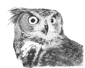 300x240 Black And White Owl Drawings Fine Art America - Drawings Of Owls In Black And White