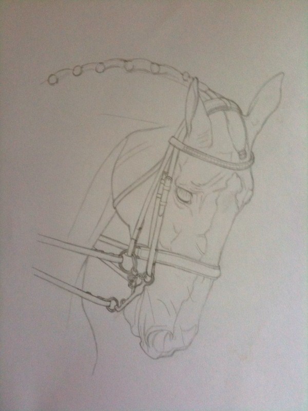 600x800 dressage horse on black wc paper - Dressage Drawing