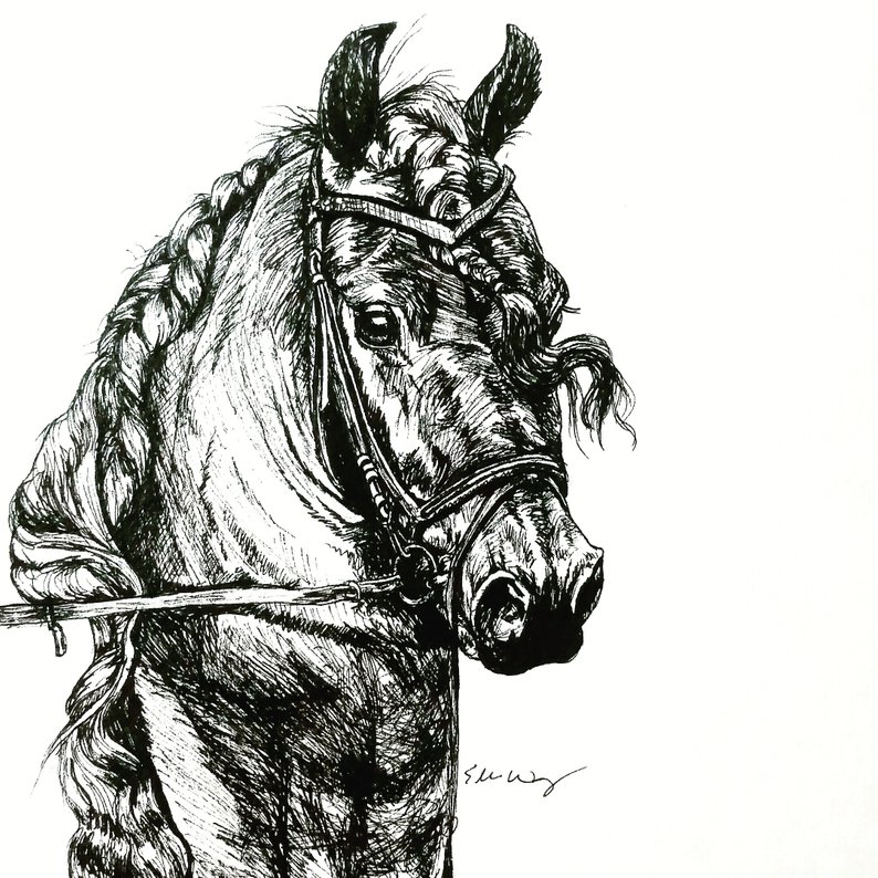 794x794 equine ink drawing friesian horse illustration dressage etsy - Dressage Drawing