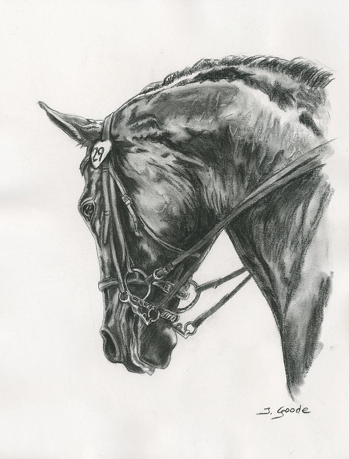 685x900 dressage horse drawing - Dressage Drawing