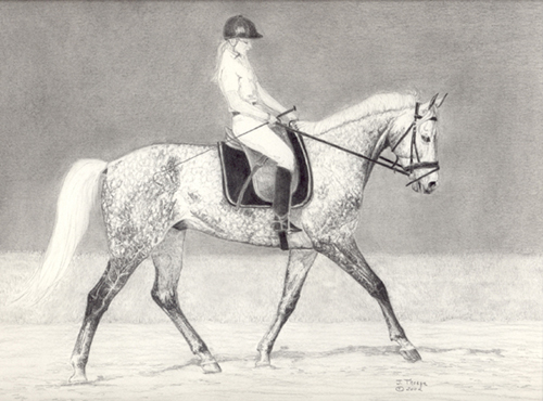 500x370 Dressage Horse In Graphite - Dressage Horse Drawing