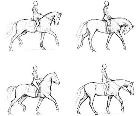 480x403 Effect Of Different Head And Neck Positions On Kinematics Of Elite - Dressage Horse Drawing