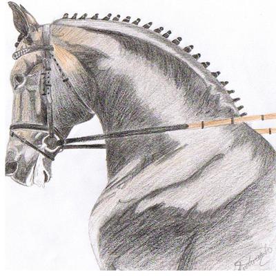 400x400 Horse Drawings - Dressage Horse Drawing