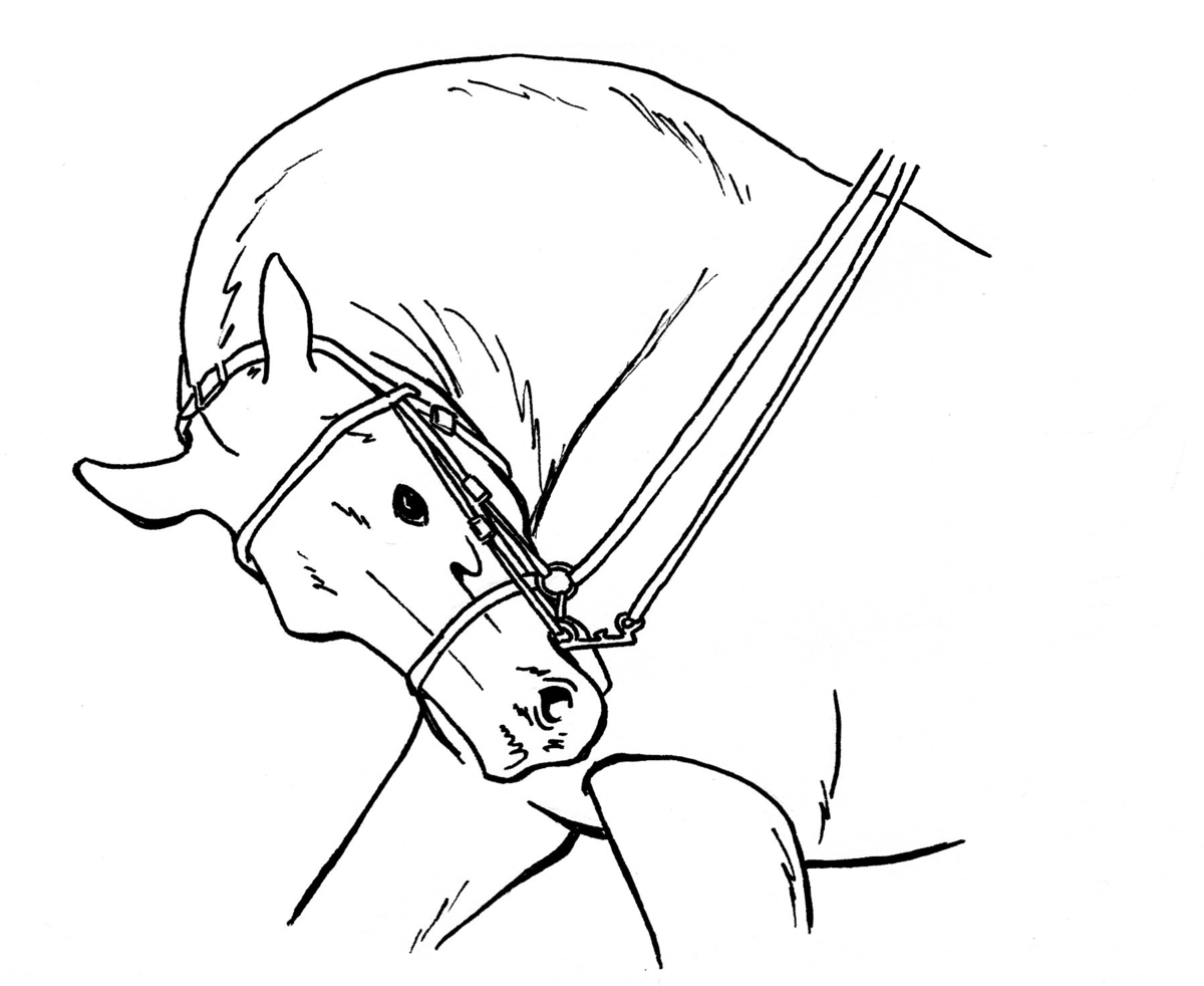 1200x982 Rollkur - Dressage Horse Drawing