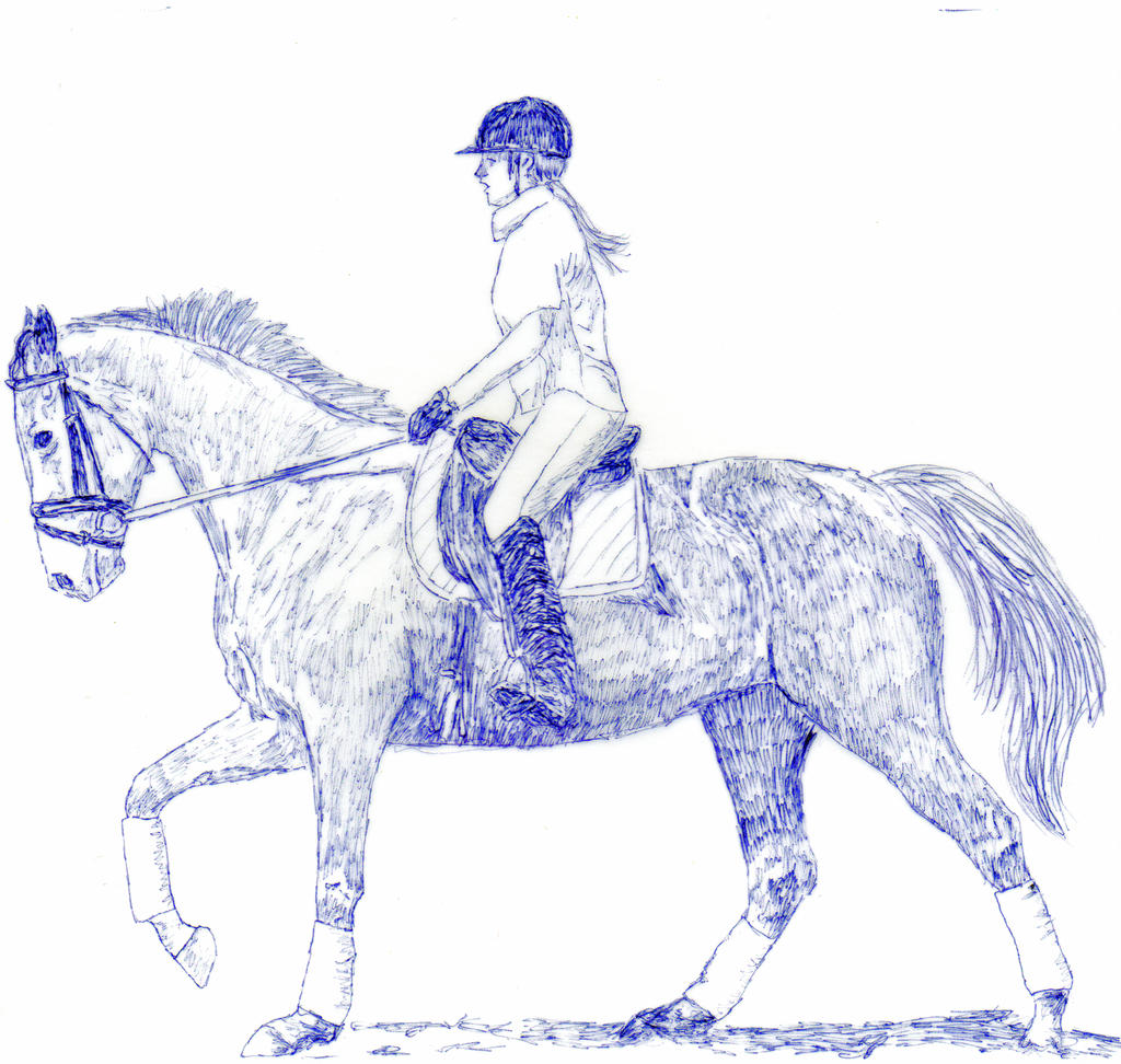 1024x972 Dressage Horse Drawing - Dressage Horse Drawing