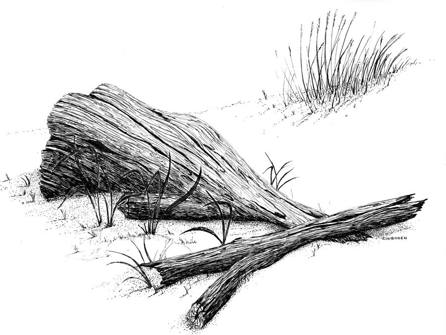 900x677 Driftwood Drawing - Driftwood Drawing