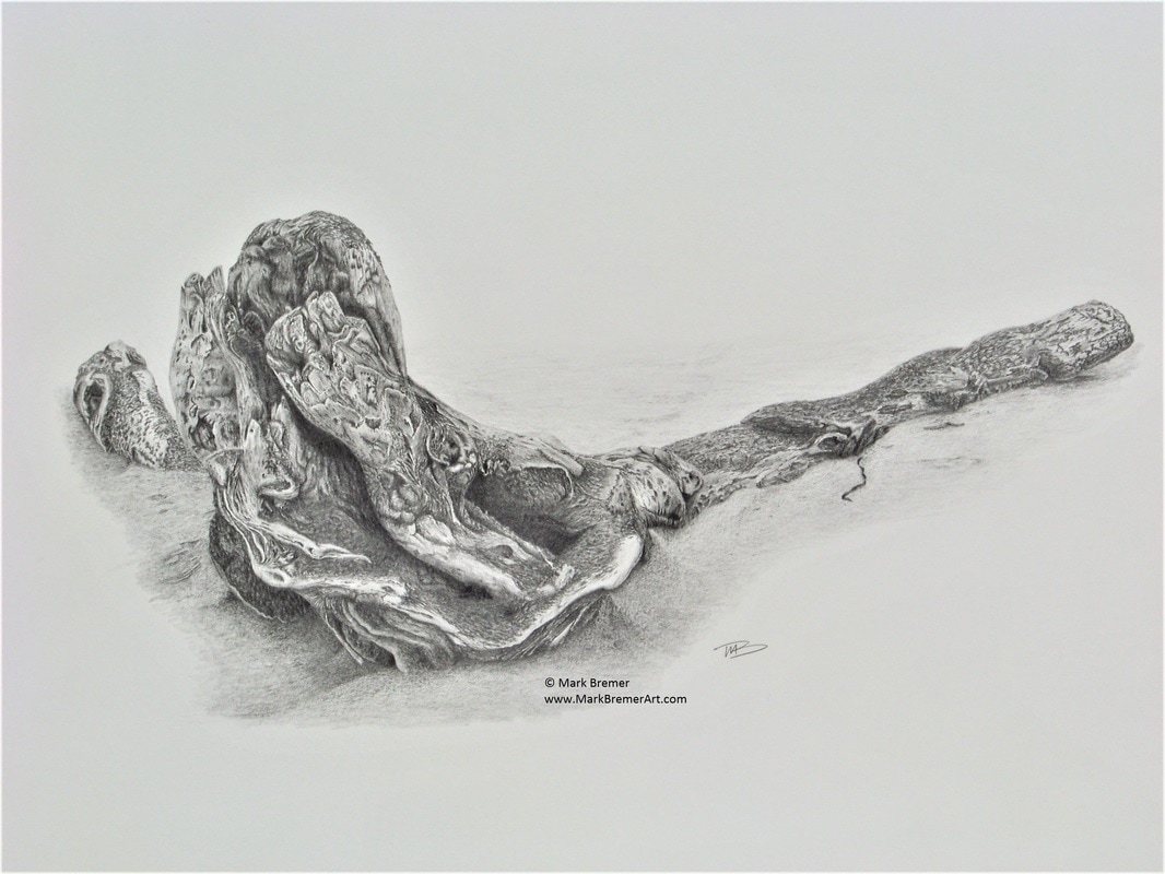 1066x800 Pencil Drawing Driftwood - Driftwood Drawing
