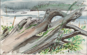288x182 Studio Notes Driftwood Watercolor Sketch On Lb Drawing Paper - Driftwood Drawing