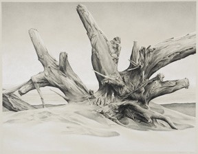 288x224 Terry Nelson - Driftwood Drawing