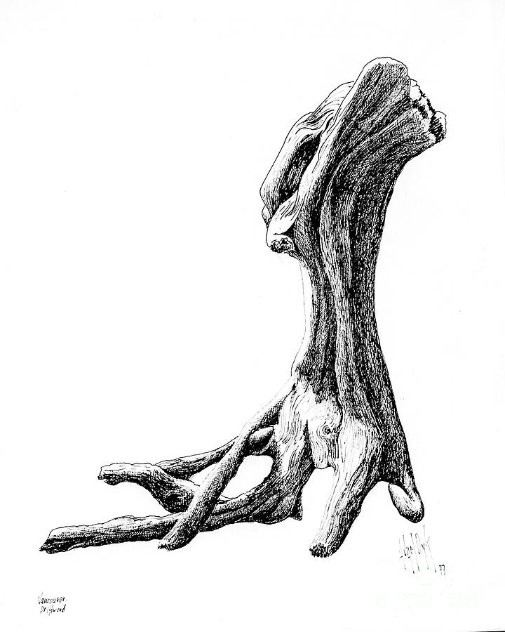 Driftwood Drawing at Explore collection of